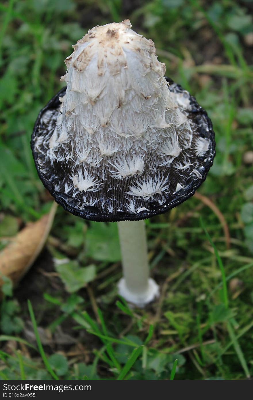 Mushroom