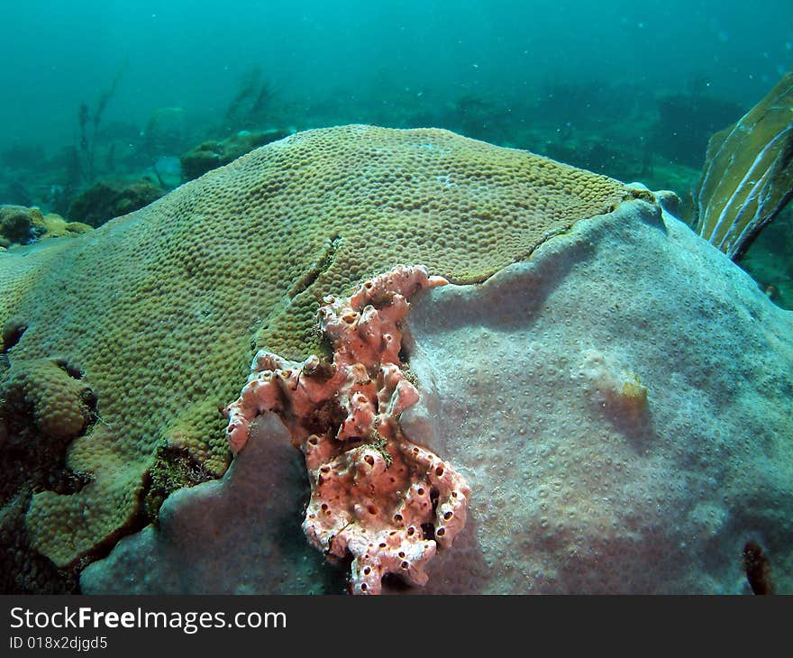 This coral was taken about 15 feet in South Florida. This coral was taken about 15 feet in South Florida