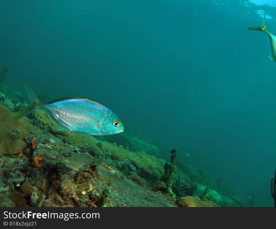 This reef fish was taken about 20 feet in South Florida.