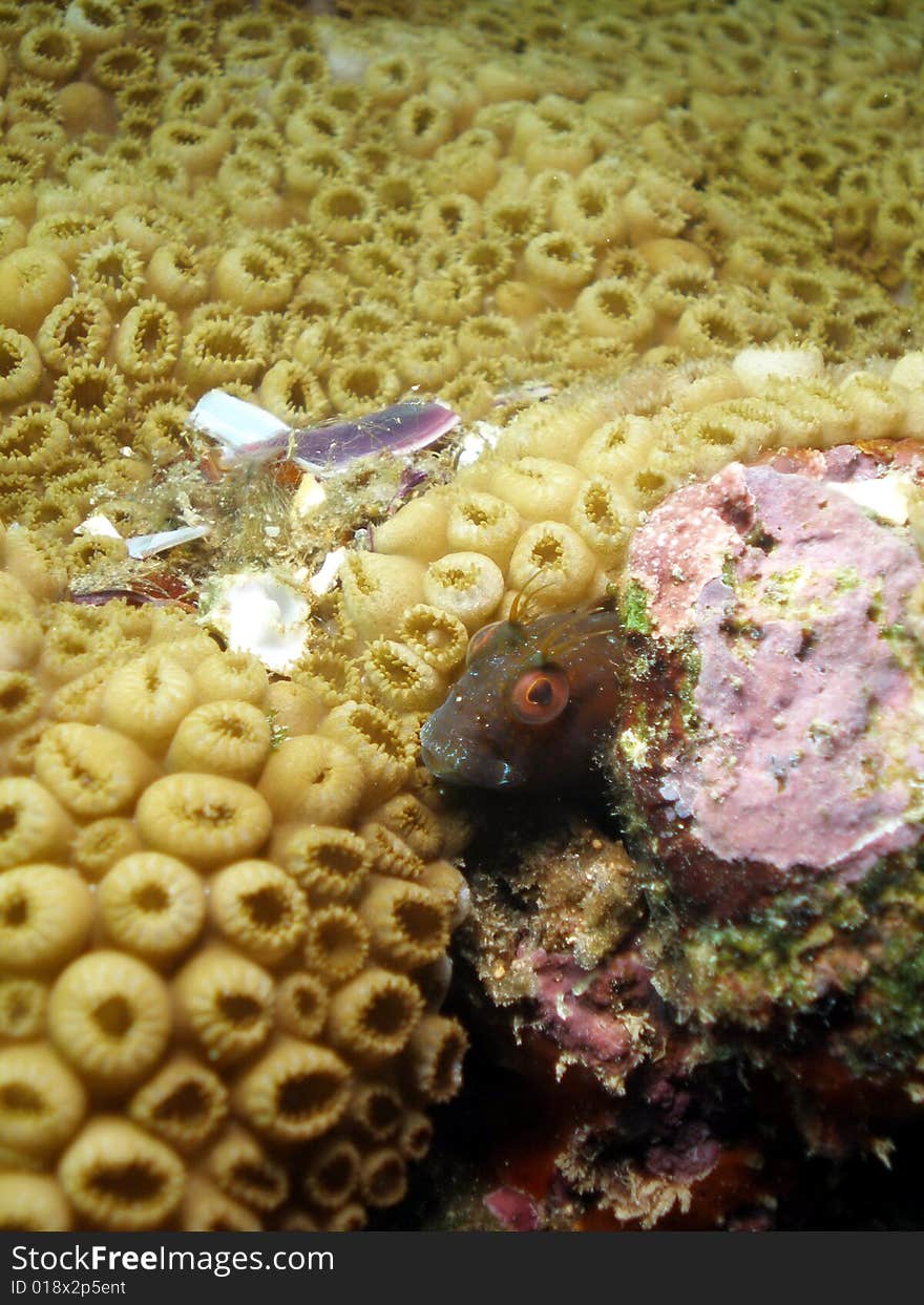 This blenny was hidding in this reef and was taken about 20 feet in South Florida.