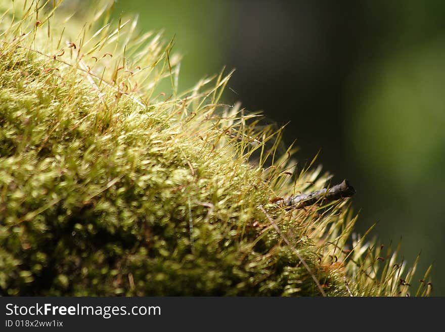 Natural green moss growing in forest. Natural green moss growing in forest.