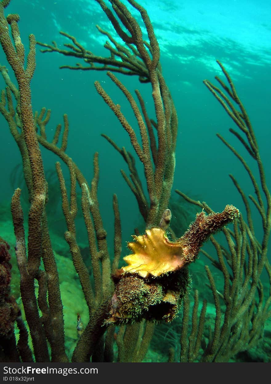 This is Sea Rod. This is a very common sight in south Florida.