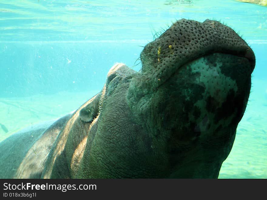 A hippo in the water offering a pucker. A hippo in the water offering a pucker.