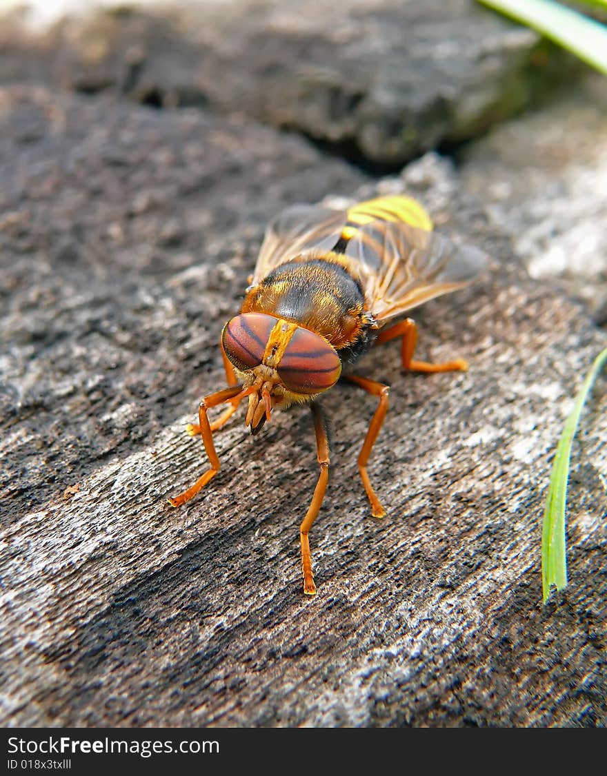 Fly Tabanus 8