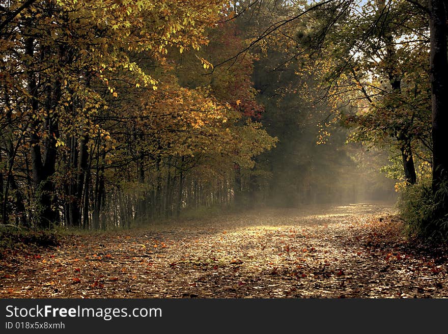 Fall Trail