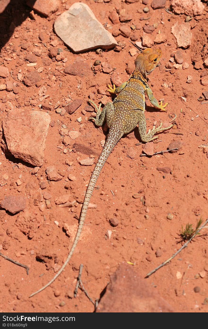 Alert and vigilant posture of Eastern Collared Lizard (yellow-headed subspecies), Crotaphytus collaris, Canyonlands, Utah, USA