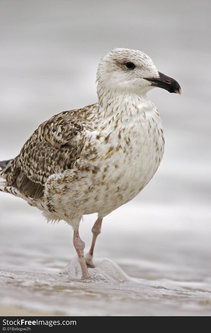 Great Black-backed Gull (Larus Marinus)