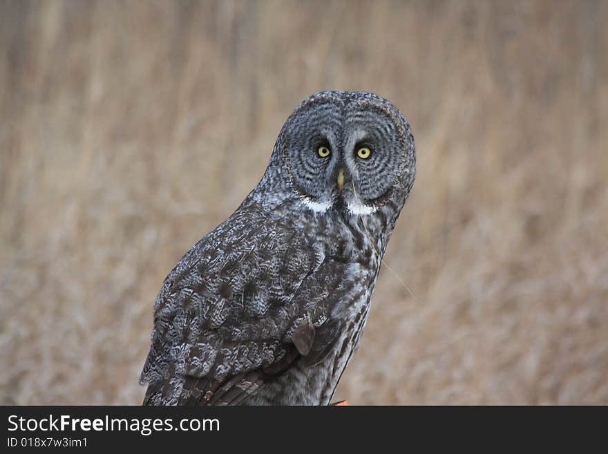 Great Grey Owl