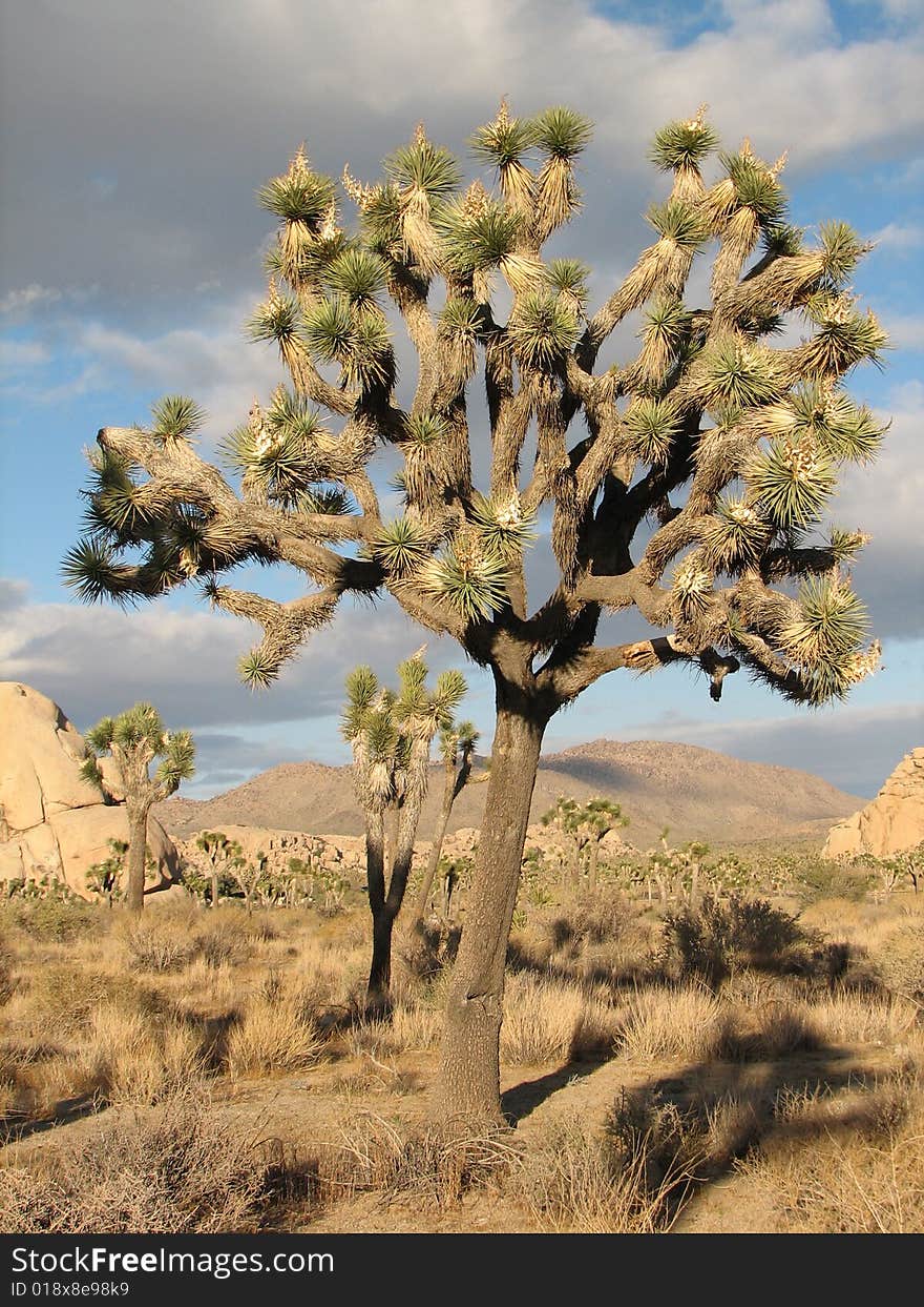 Stuuning otherworldly Joshua Tree