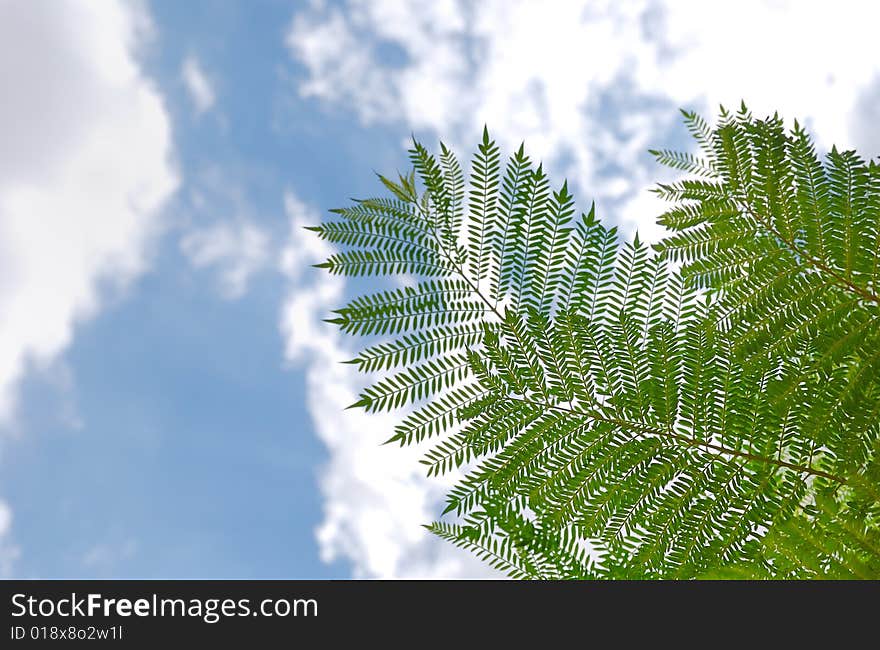 Acacia branches and leaves against sky background. Acacia branches and leaves against sky background