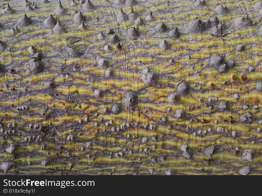 Bark Of Spiky Tree