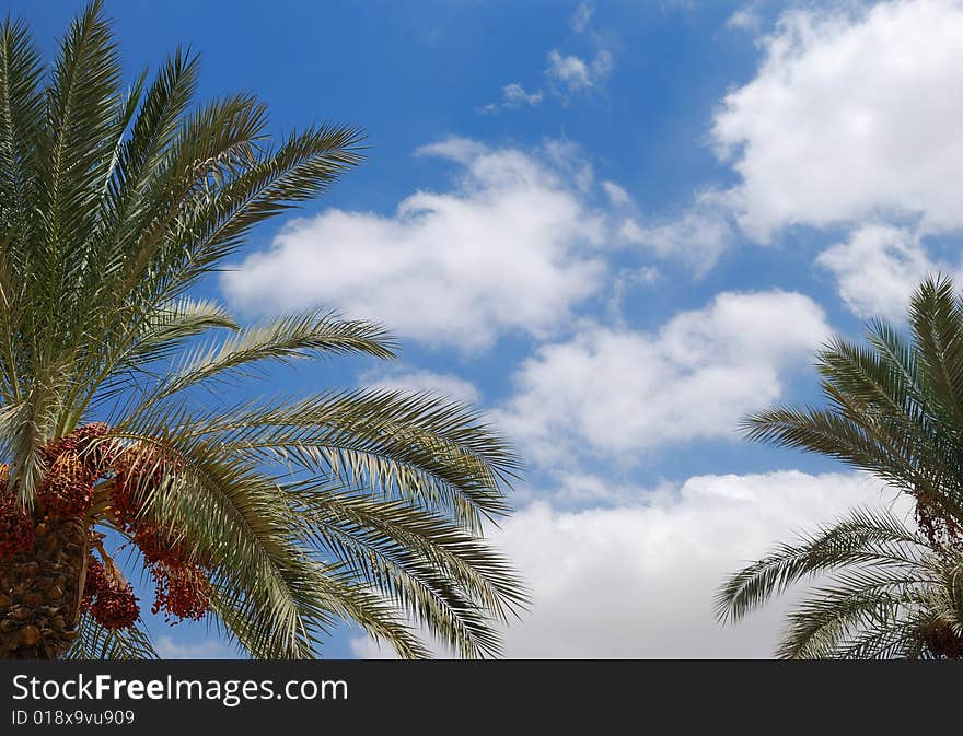 Palm tree leaves against sky background. Palm tree leaves against sky background