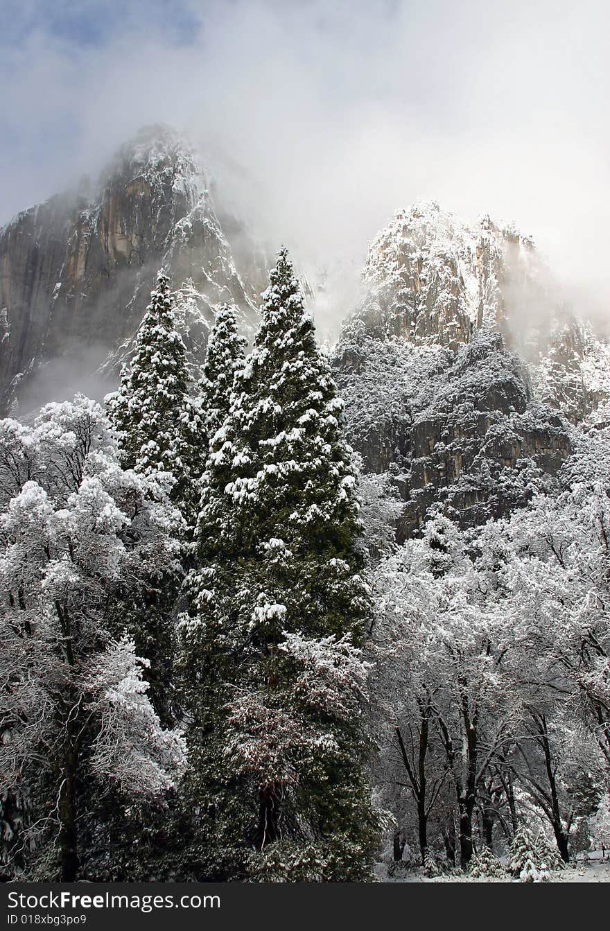 Snowy Christmas Trees In Yosemite Valley