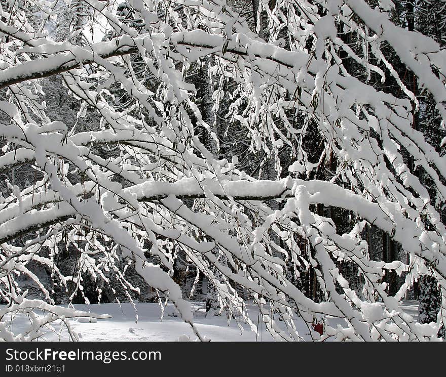 Snowy tree in Yosemite after a winter snowstorm. Snowy tree in Yosemite after a winter snowstorm