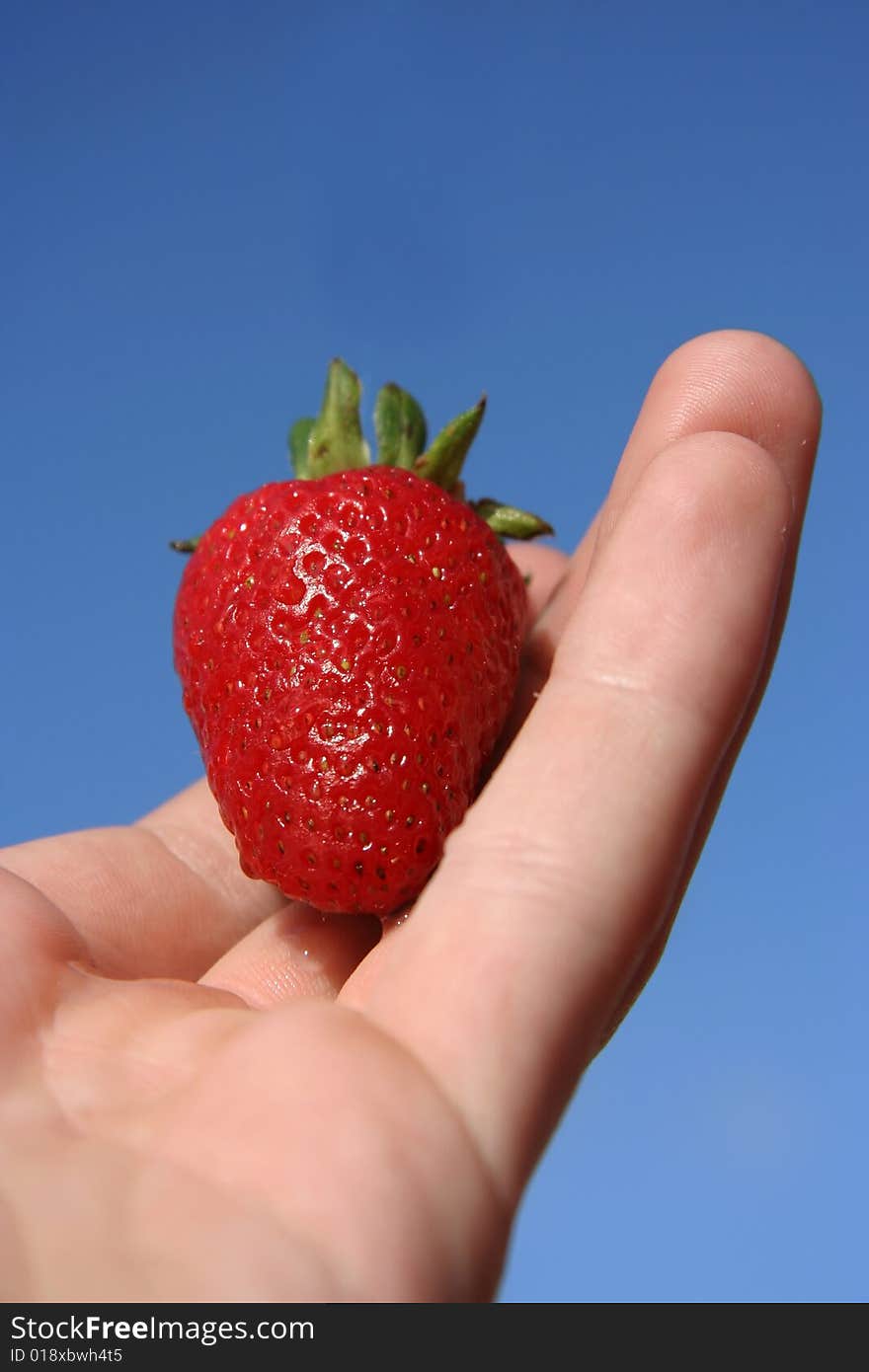 Fresh strawberry held on palm of hand. Fresh strawberry held on palm of hand