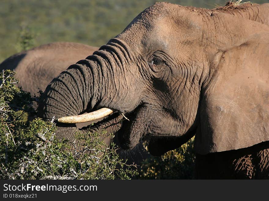 African elephant eating shrub with trunk