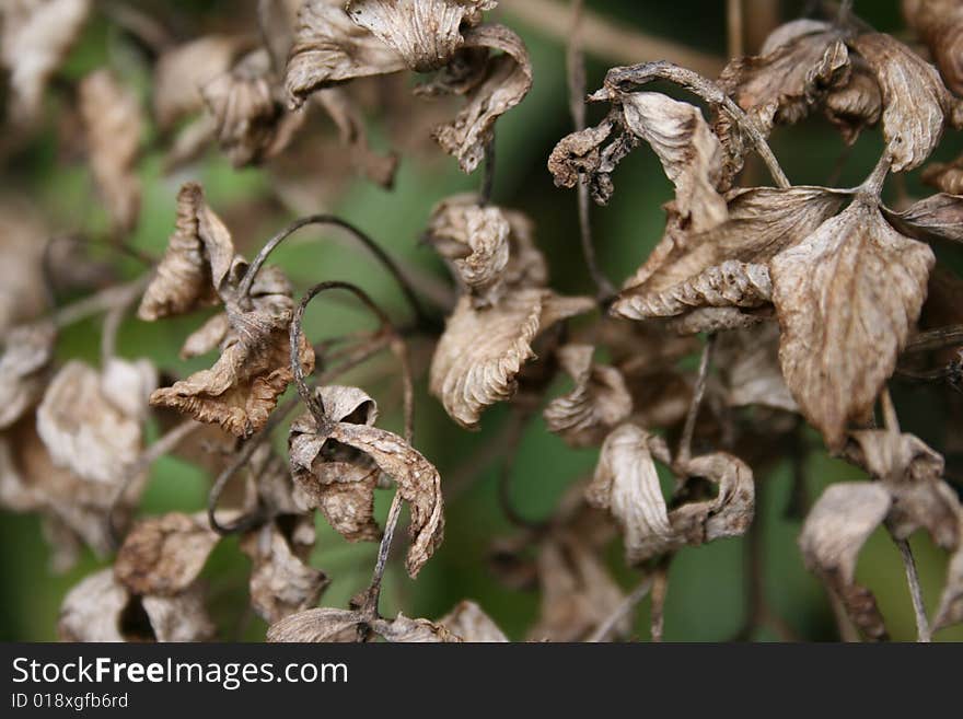 Macro of dead leaves with green background. Macro of dead leaves with green background