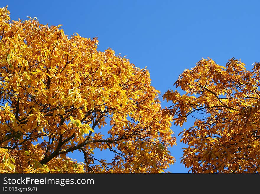 Chestnut branches with yellow leaves, autumn. Chestnut branches with yellow leaves, autumn.