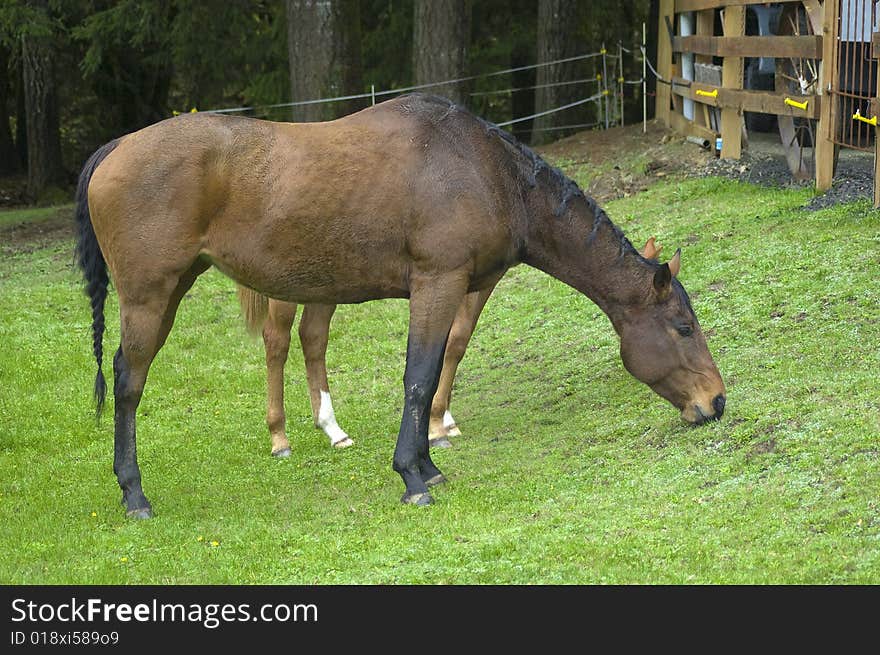 A horse eating grass. The horse has a black braided mane. A horse eating grass. The horse has a black braided mane.