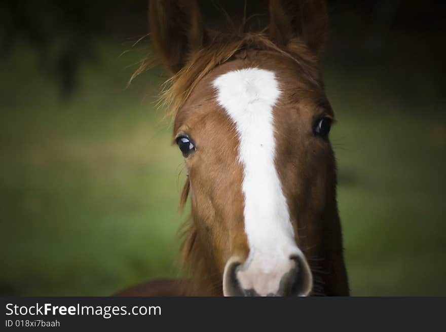 Dramtic Horse Portrait