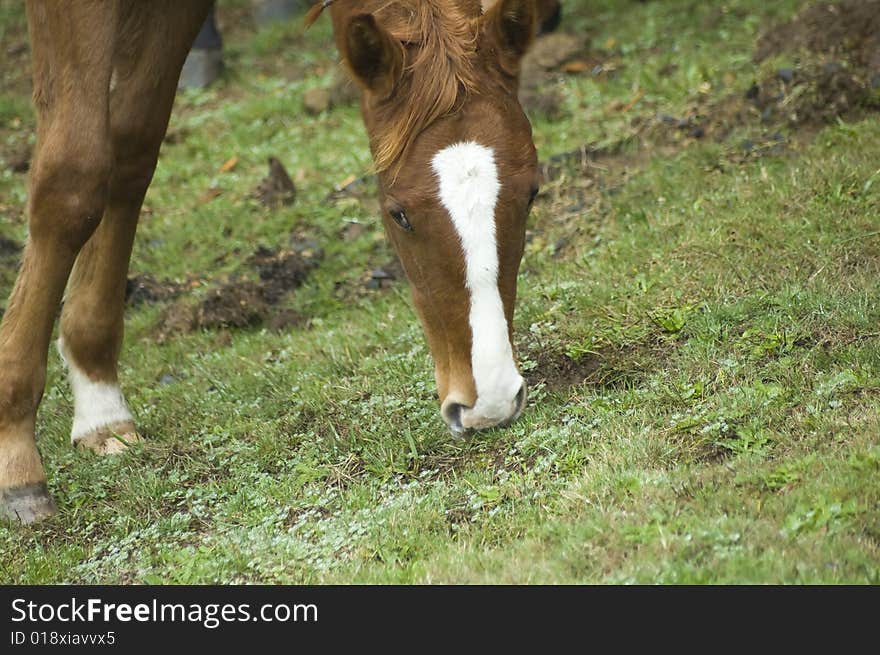 A brown horse leaning down to grab some grass. A brown horse leaning down to grab some grass.