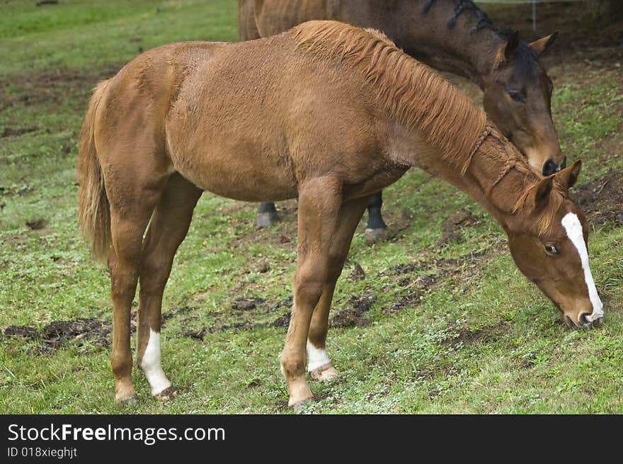 A couple of horses eating grass