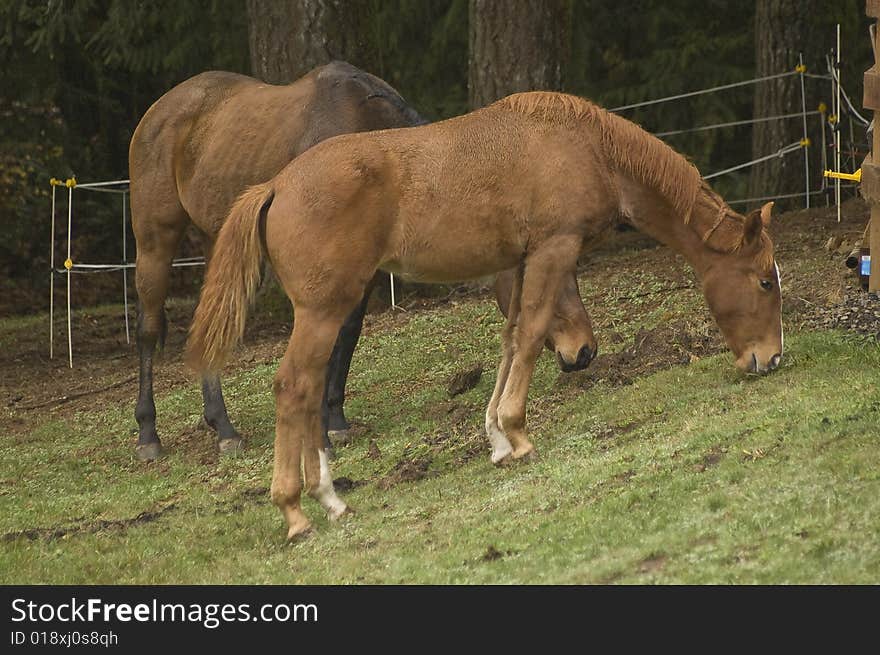 Horses eat grass on a hill. Horses eat grass on a hill