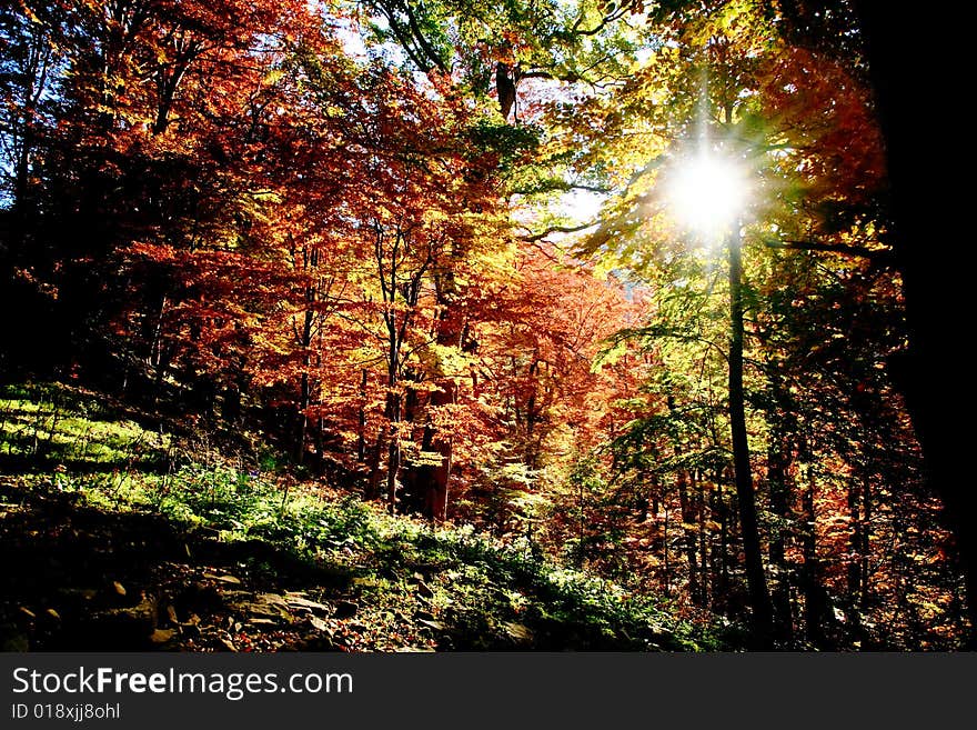 An image of a golden trees in a wood. An image of a golden trees in a wood.