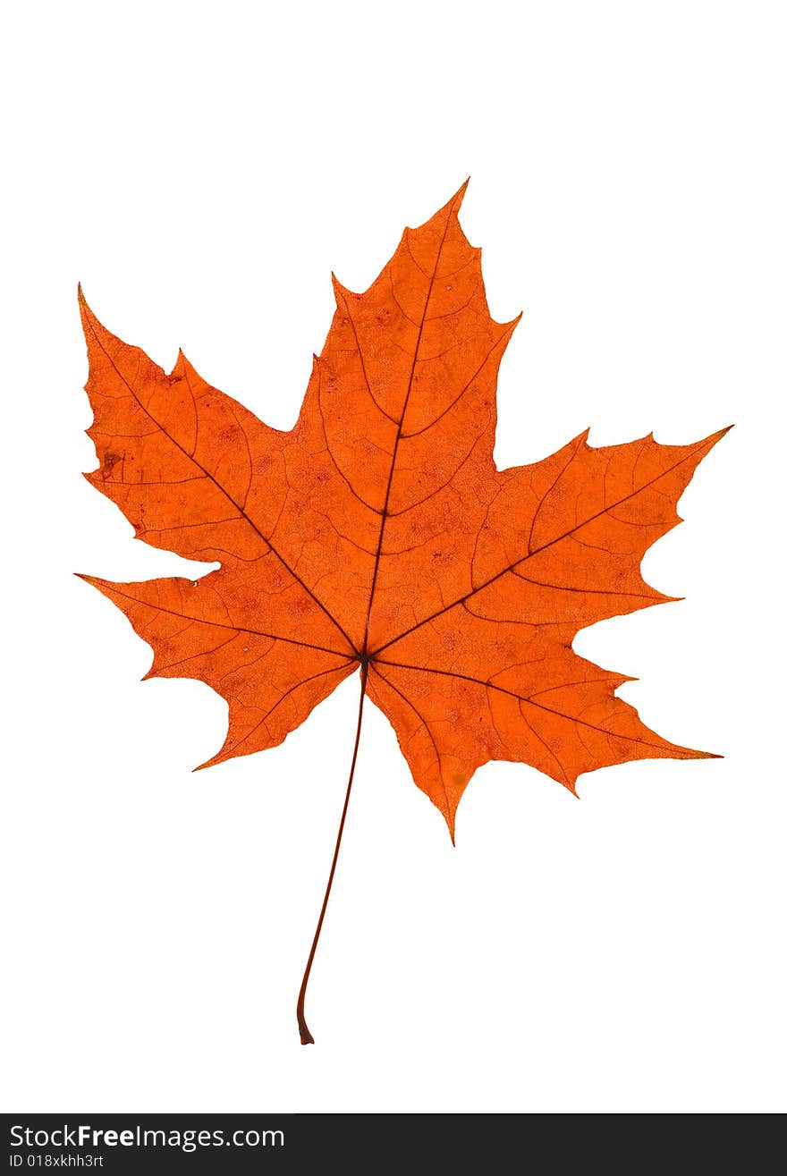 Detail of a red leaf blade of a maple - autumn. Detail of a red leaf blade of a maple - autumn