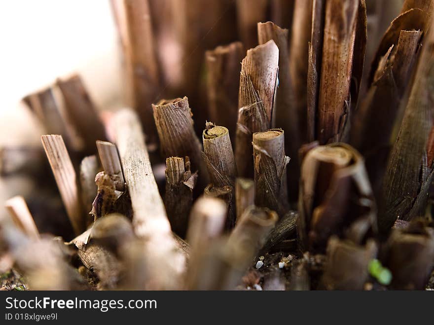 A macro shot of stem of a potted plant. A macro shot of stem of a potted plant