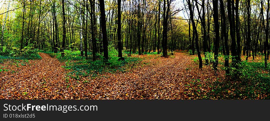 An image of a forest. Autumn theme. An image of a forest. Autumn theme.