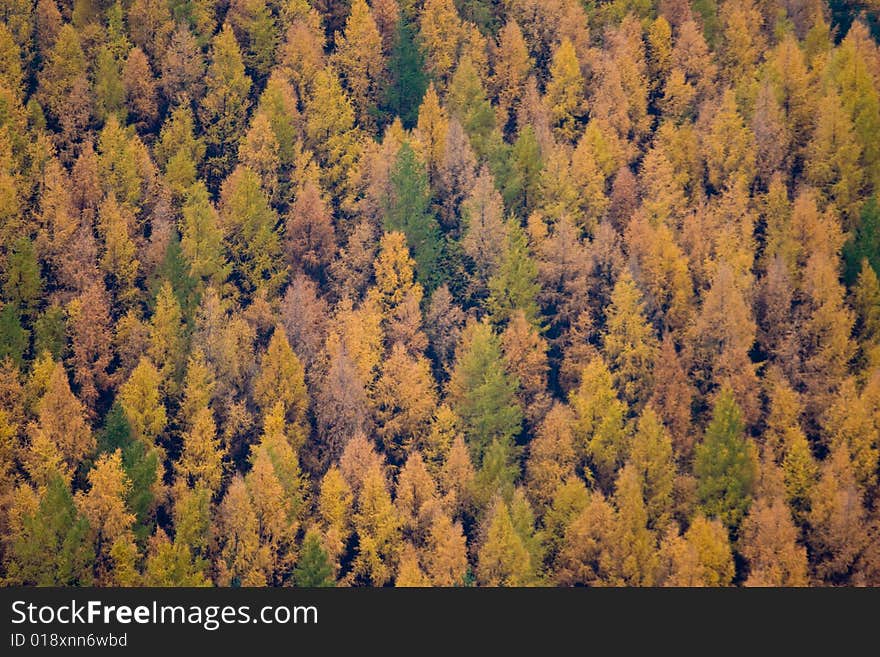 Forest at fall in slovakia