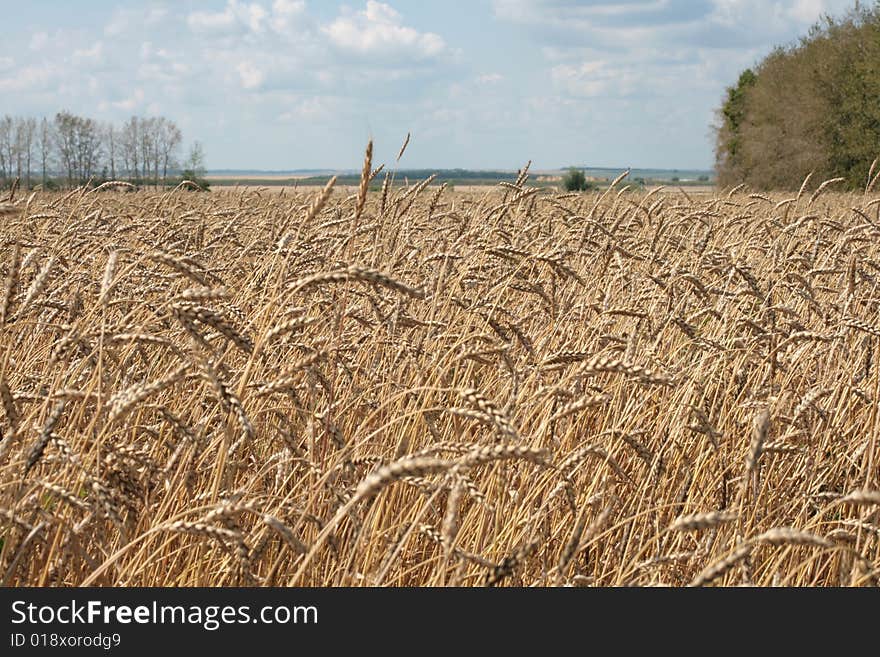 The wheaten field is ready to harvesting