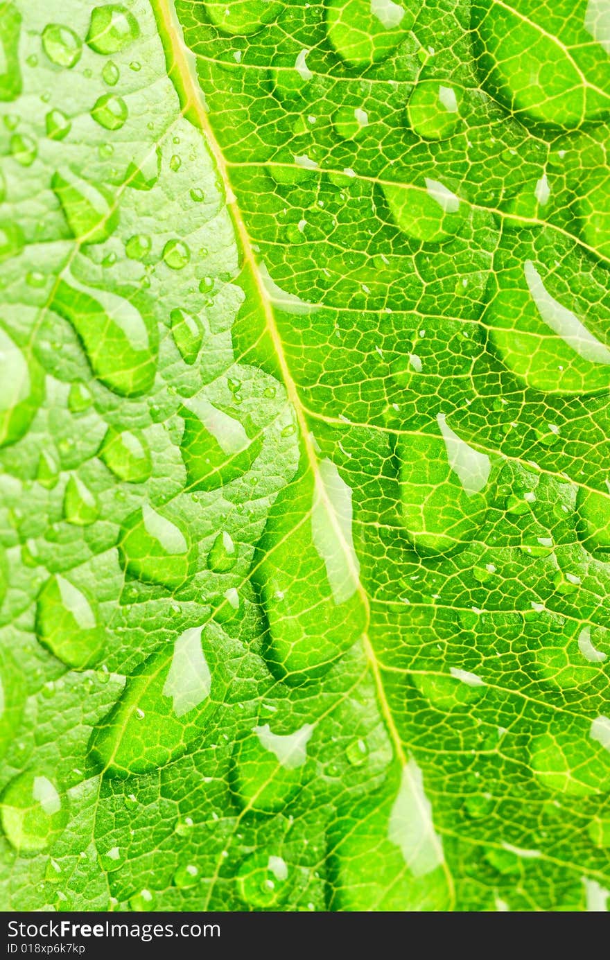 Green leaf and raindrops after a rain