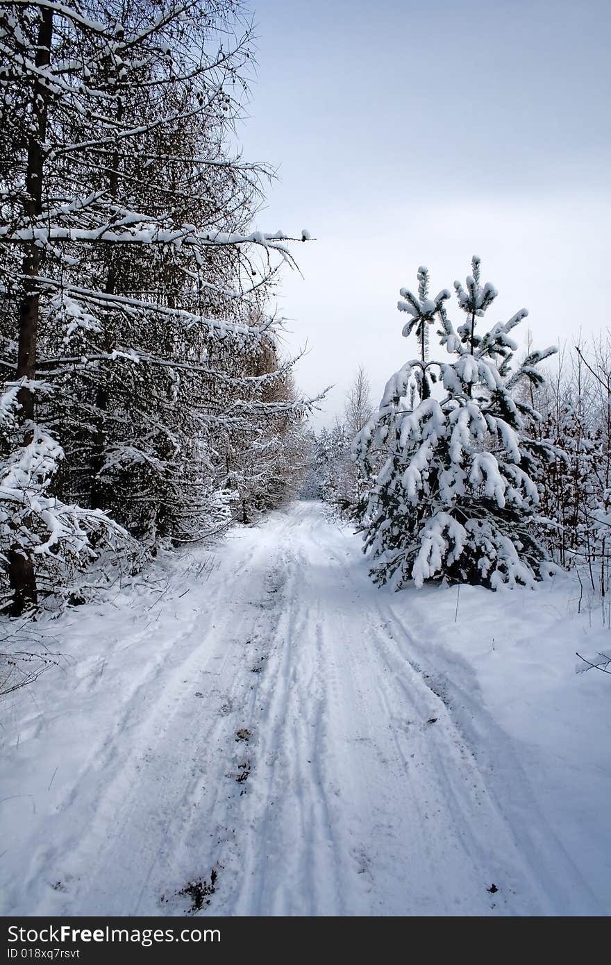 Landscape - nowy winter road in forest