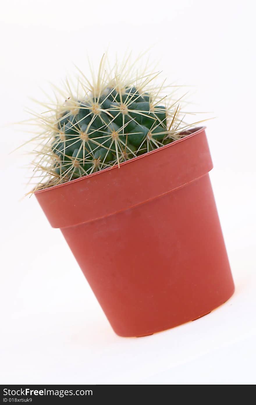 Cactus