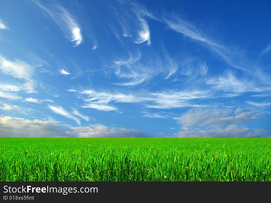 Field on a background of the blue sky. Field on a background of the blue sky