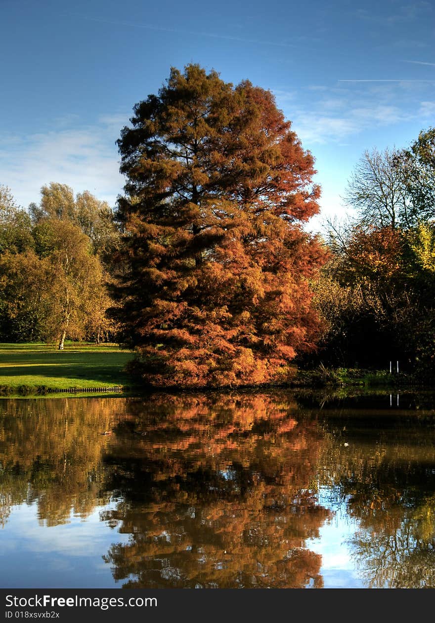 A massive tree caught reflected on a lake.