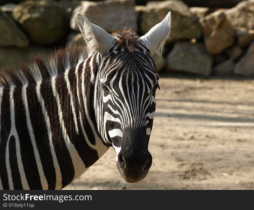 Photo of plains zebra (Equus quagga) taken in the ZOO Liberec (Czech rep.)