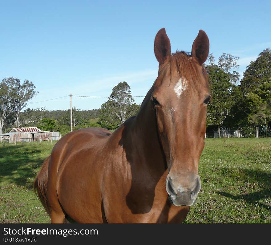 Friendly Chestnut Horse.