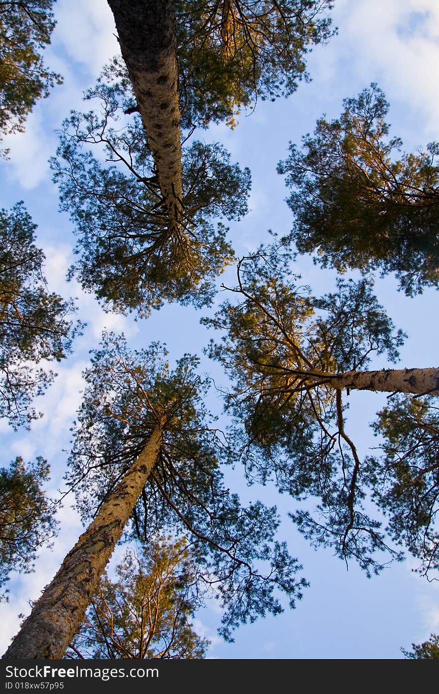 Tree and sky