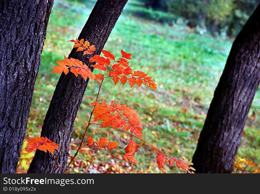 Autumn red and yellow leaves outdoor on tree. Autumn red and yellow leaves outdoor on tree