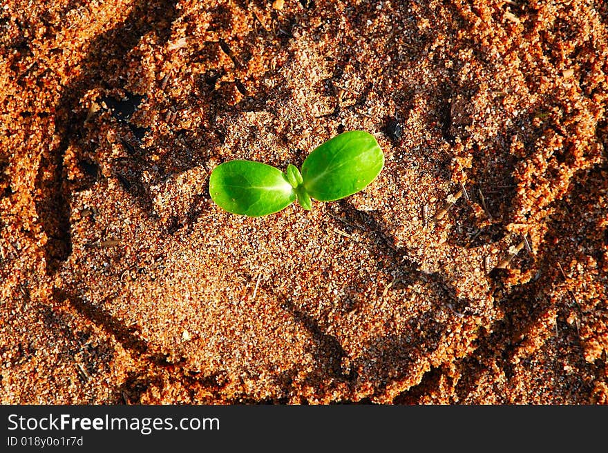 The new green sprout is growing through the sand. The new green sprout is growing through the sand