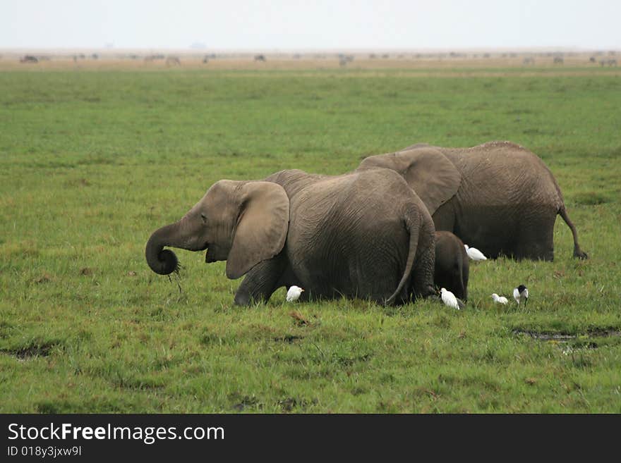 African elephant