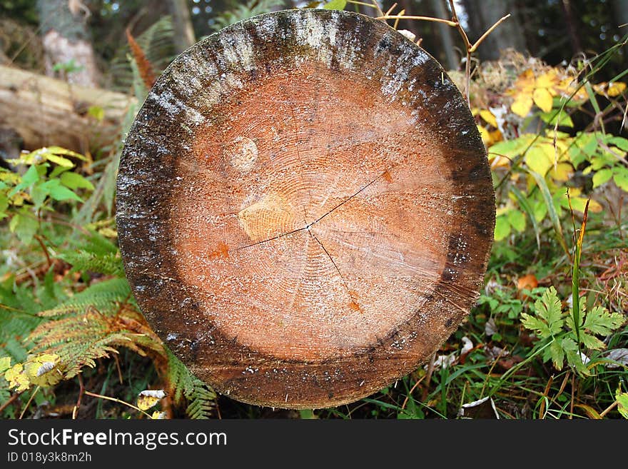 A trunk cut with mountain range, put in the grass. A trunk cut with mountain range, put in the grass