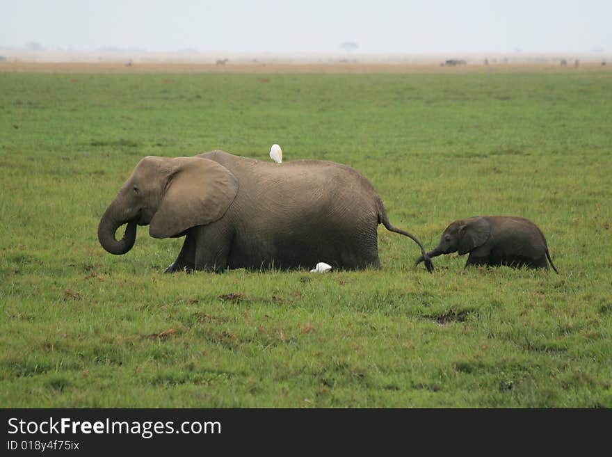 A photo of an African elephant in the wild