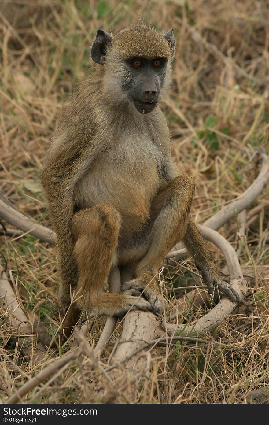 A Monkey sitting on a log in the grass