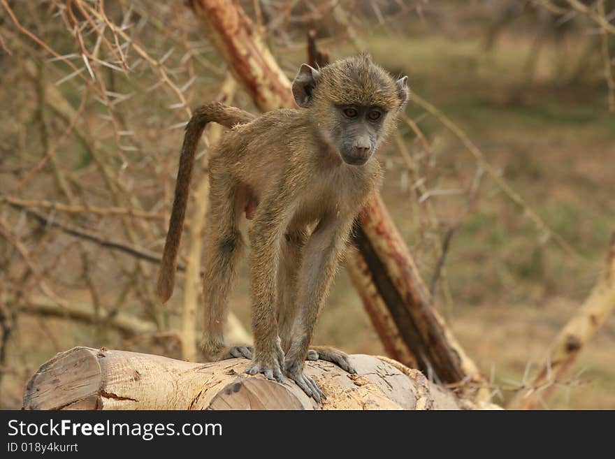 A Monkey sitting on a log in the grass