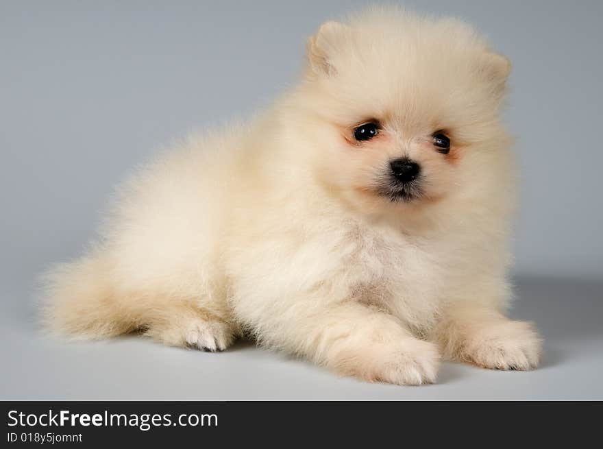 puppy of the spitz-dog