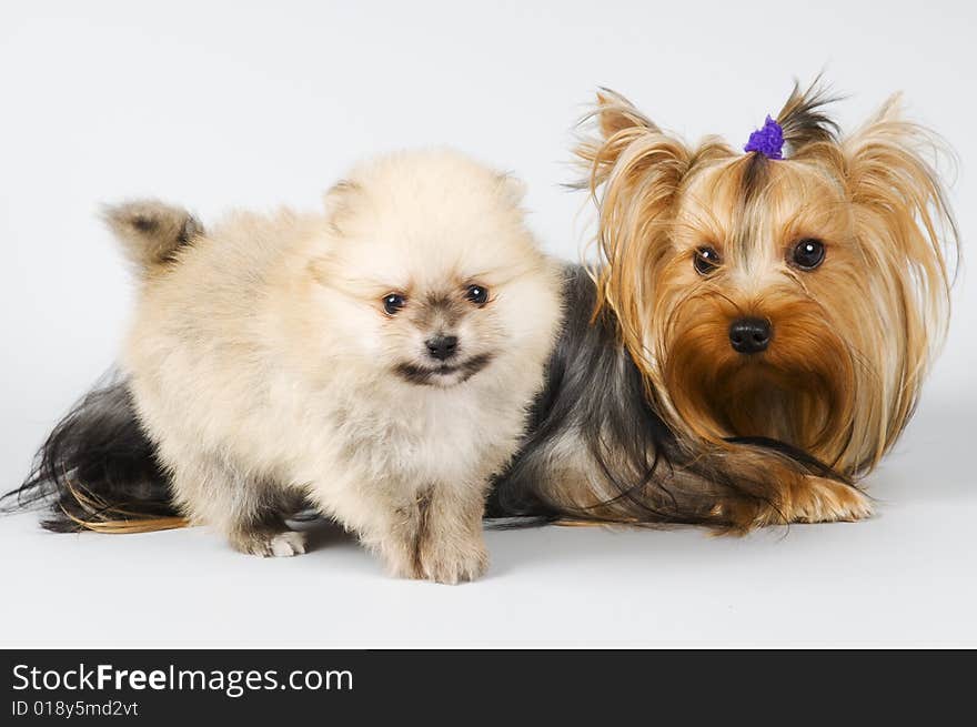 Spitz and terrier in studio